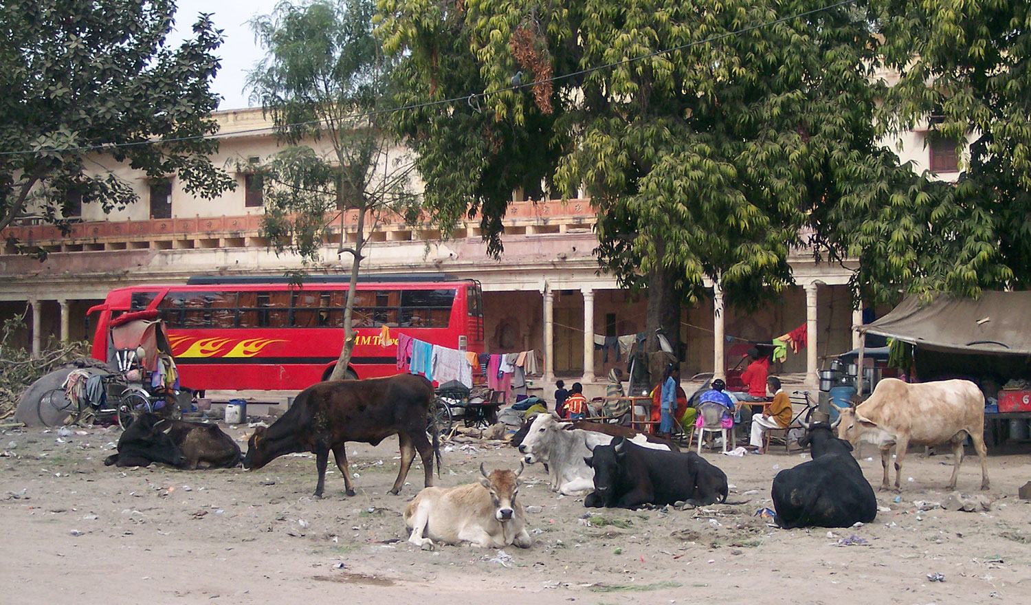 Jaipur Indien Heilige Kühe