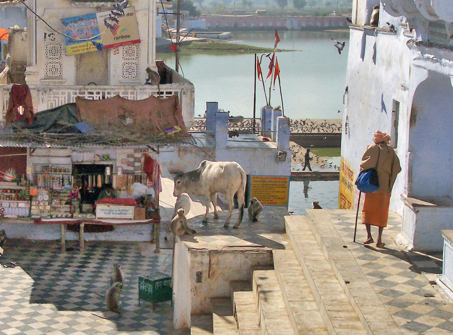 Pushkar Rajasthan Indien