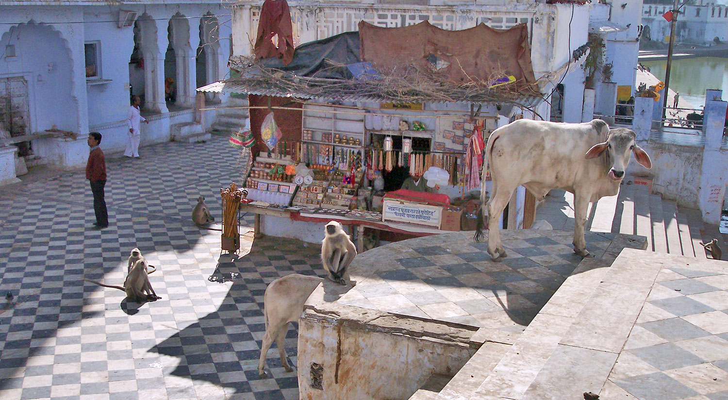 Pushkar Rajasthan Indien
