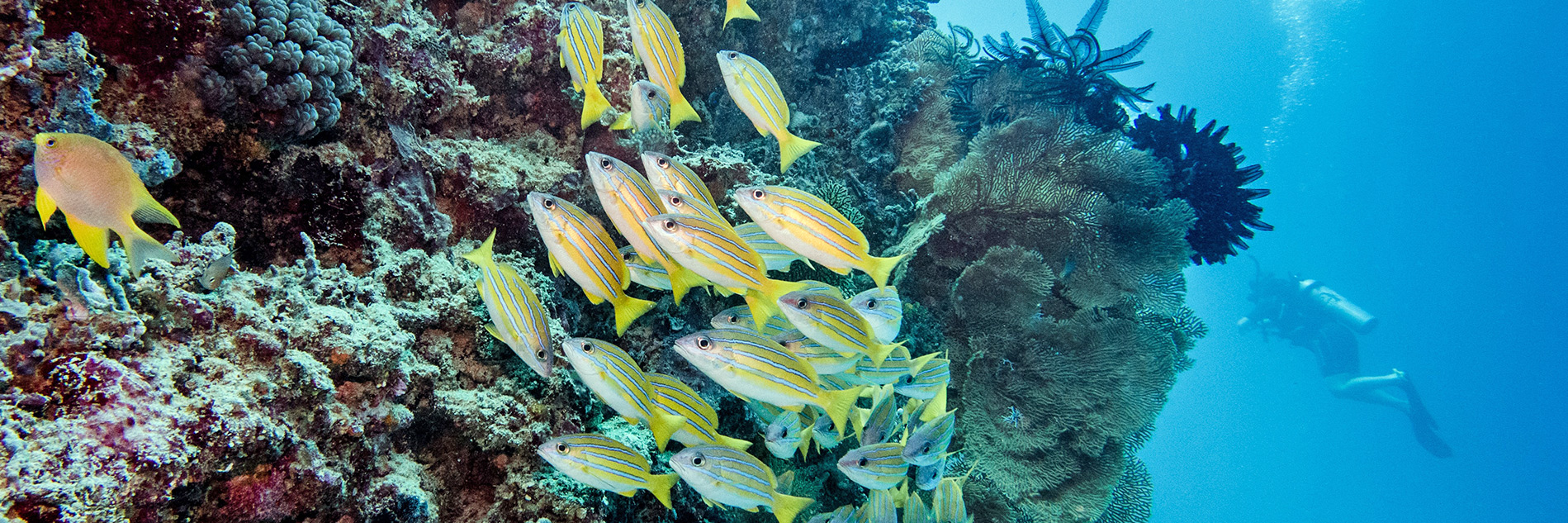 Ägypten Tauchen Rotes Meer Hurghada