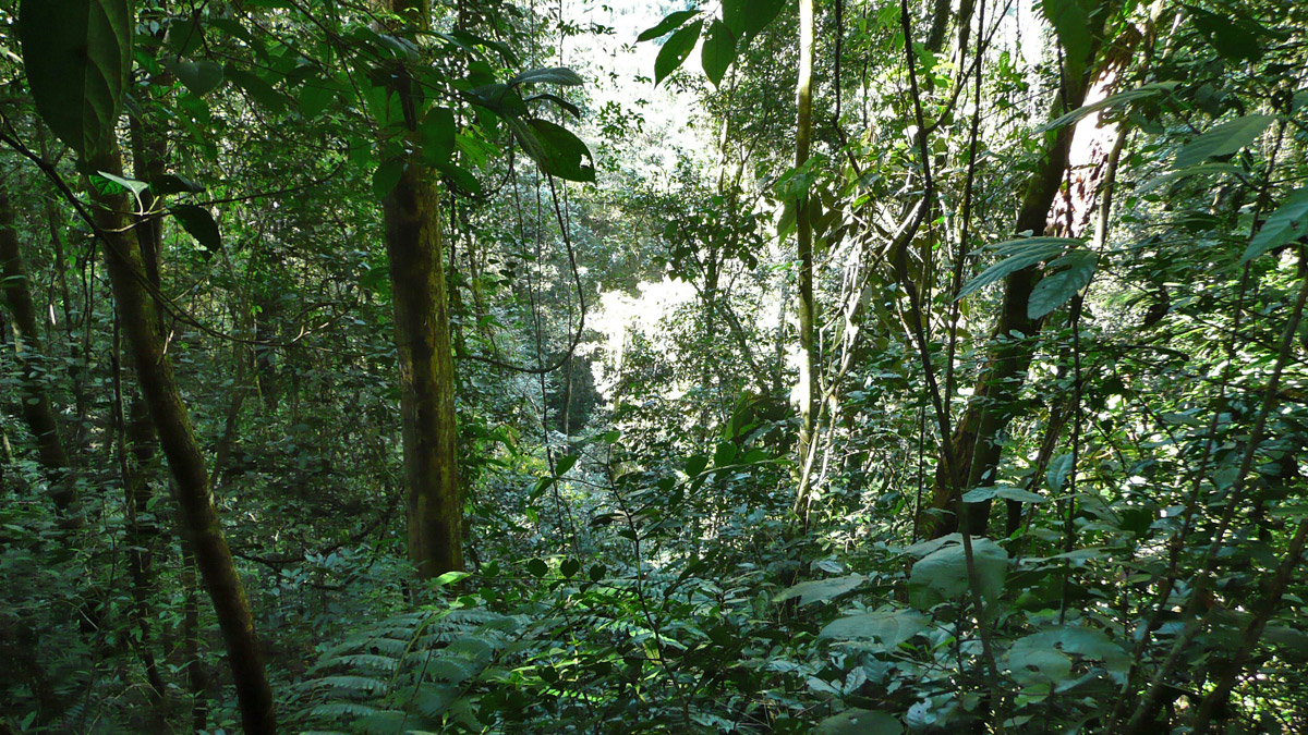 Regenwald in Malaysia