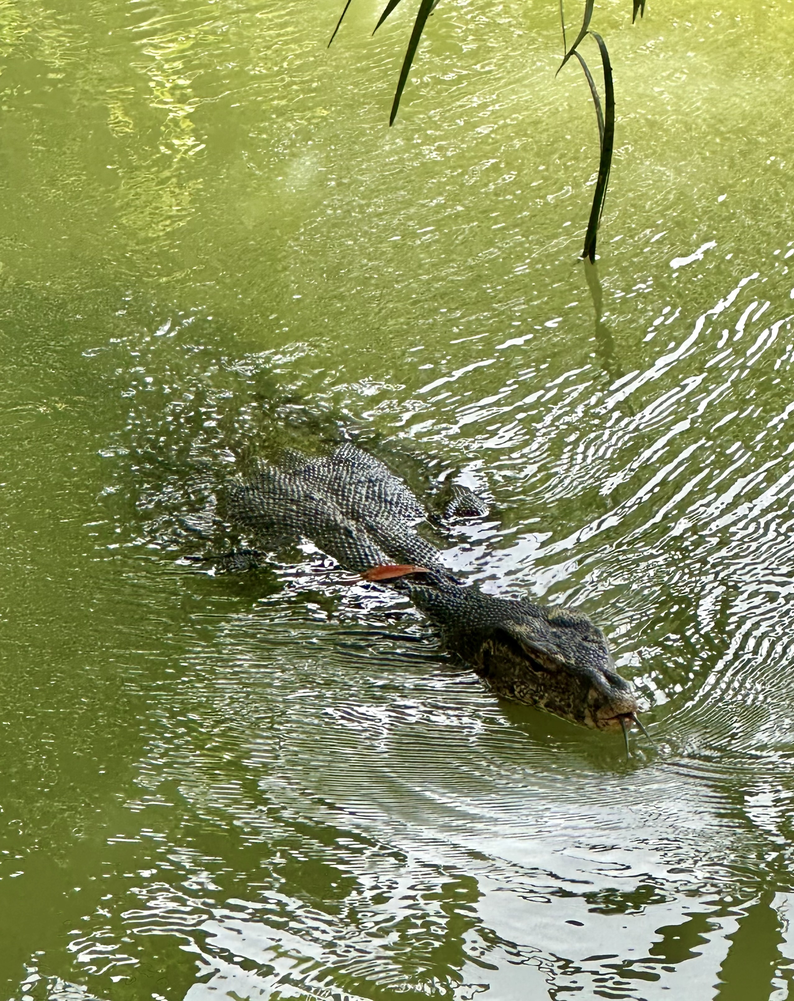 Waran in Singapur