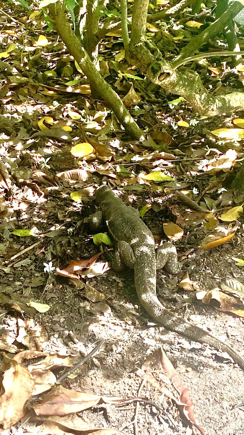 Der Botanische Garten in Singapur