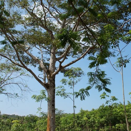 Der größte Baum auf Koh Phangan