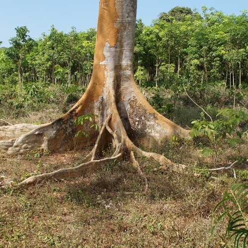 Baum auf Koh Phangan