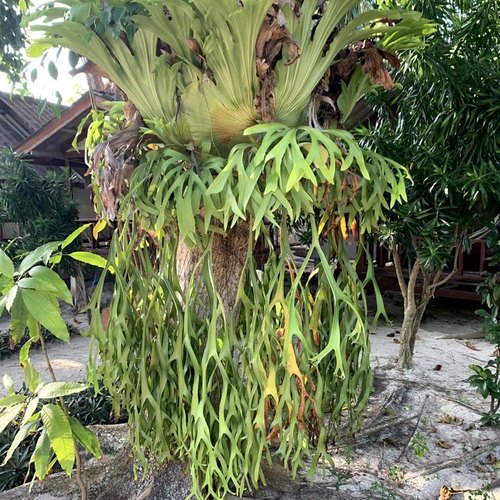 Geweihfarn Platycerium Koh Phangan