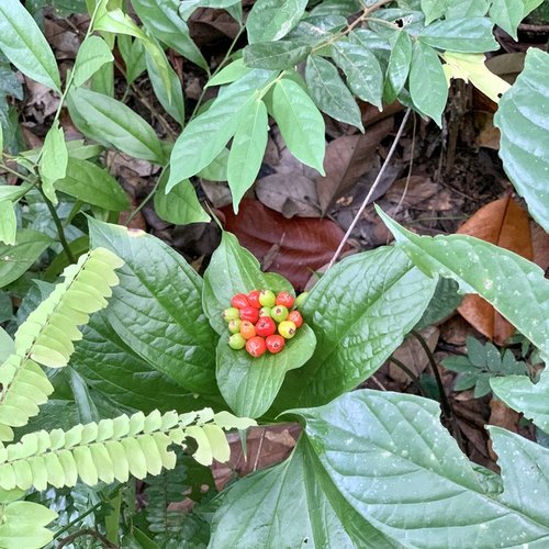 Thailand Kaffeepflanzen im Nationalpark Koh Phangan