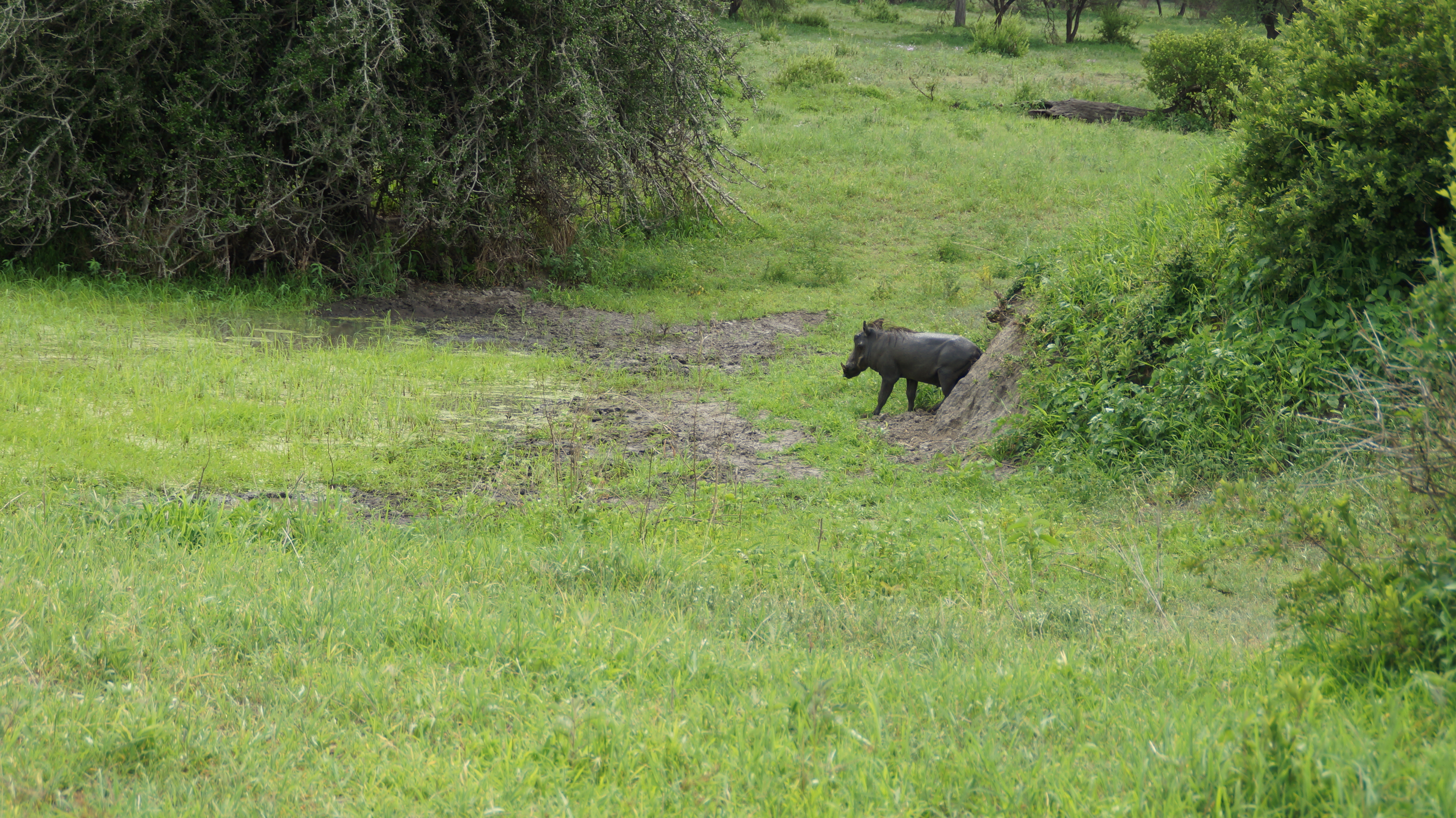 Safari Tansania